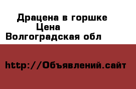 Драцена в горшке › Цена ­ 2 000 - Волгоградская обл.  »    